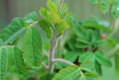 škumpa křížená (5)